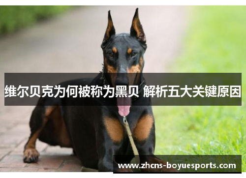 维尔贝克为何被称为黑贝 解析五大关键原因